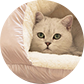 pet bed icon