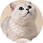 cat photo icon