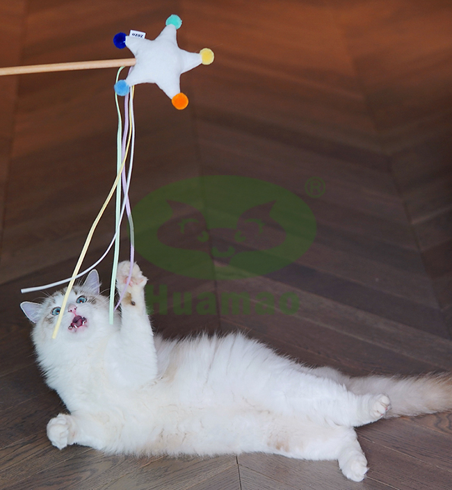 Cat Teaser